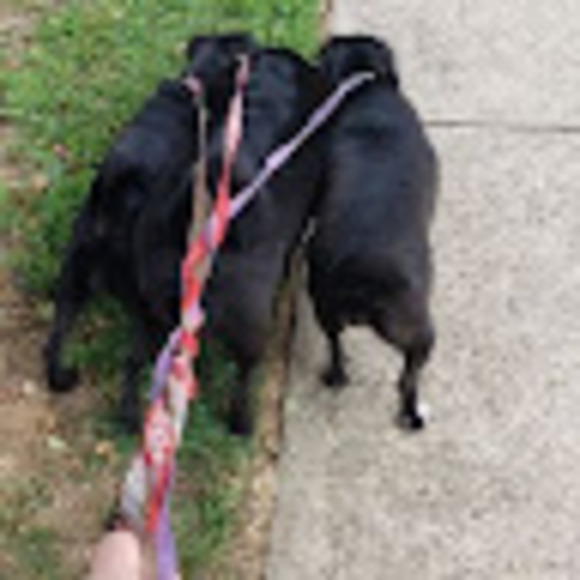 tbpblackpuggles